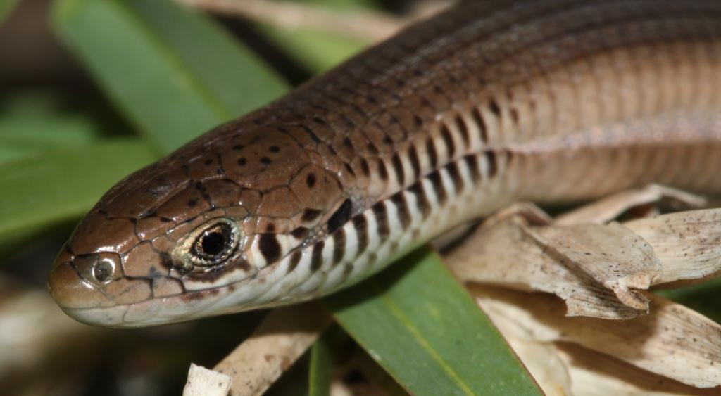 Fitzsimons' Long-Tailed Seps
