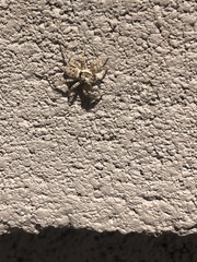 Menemerus semilimbatus