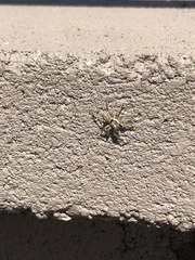 Menemerus semilimbatus