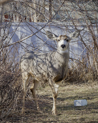 Odocoileus hemionus