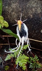 Cerogenes auricoma