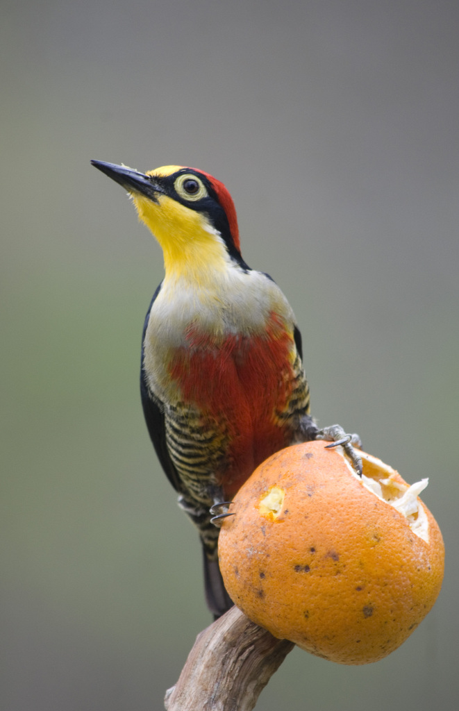 Yellow-fronted Woodpecker