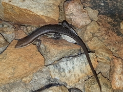 Trachylepis varia