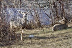 Odocoileus hemionus