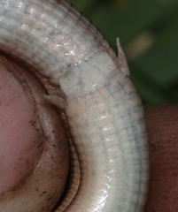 Tetradactylus fitzsimonsi