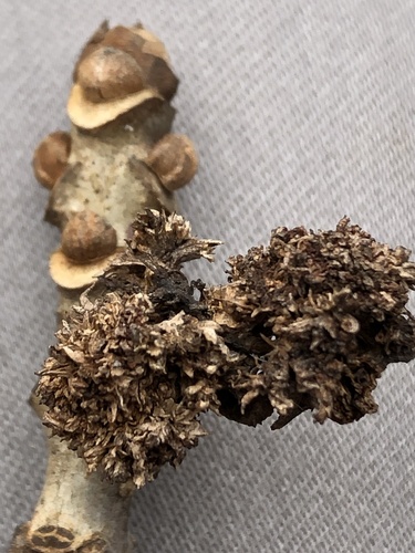 Ash Flower Gall Mite