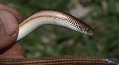 Tetradactylus fitzsimonsi