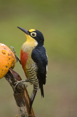 Melanerpes flavifrons