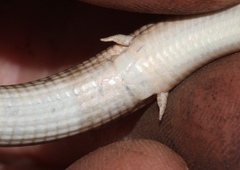 Tetradactylus fitzsimonsi