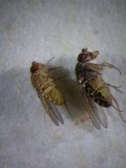 Drosophila repleta