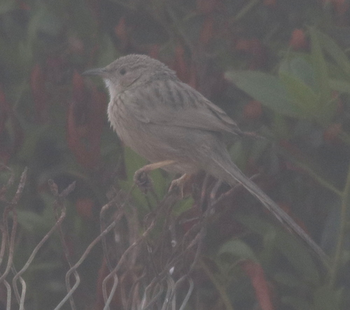 Afghan Babbler (Argya huttoni), photo 5