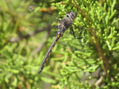 Epitheca petechialis