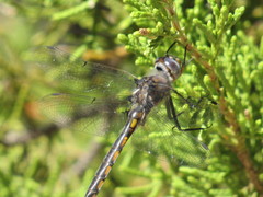 Epitheca petechialis
