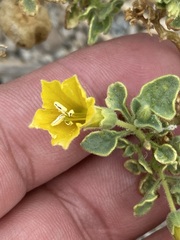 Physalis crassifolia infundibularis