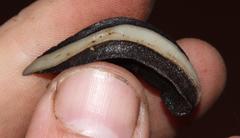 Chlamydephorus sexangulus