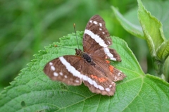 Anartia