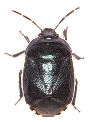 Canthophorus melanopterus