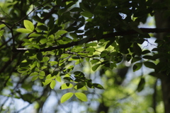 Copaifera langsdorffii