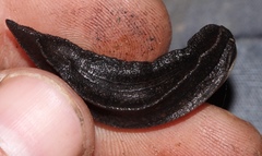 Chlamydephorus sexangulus