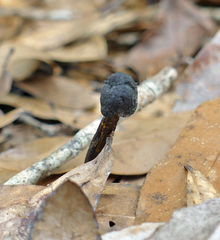 Tolypocladium capitatum