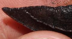 Chlamydephorus sexangulus