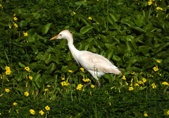 Bubulcus ibis