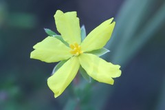 Hibbertia australis
