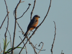Sporophila hypoxantha
