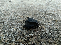 Philolithus aegrotus