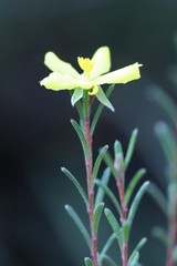 Hibbertia australis