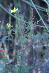 Hibbertia australis