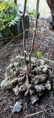 Dioscorea mexicana