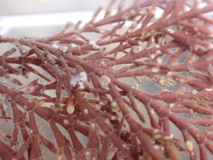 Lithophyllum corallinae