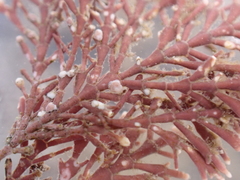 Lithophyllum corallinae