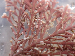 Lithophyllum corallinae