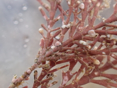 Lithophyllum corallinae