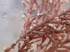 Lithophyllum corallinae