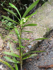 Maxillaria embreei