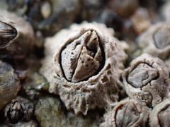 Pyrenocollema halodytes