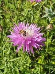 Centaurea crocodylium
