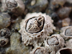 Pyrenocollema halodytes