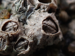 Pyrenocollema halodytes