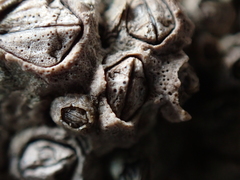 Pyrenocollema halodytes