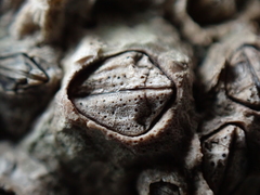 Pyrenocollema halodytes