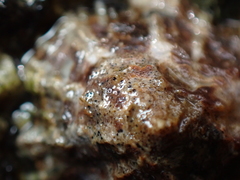 Pyrenocollema halodytes