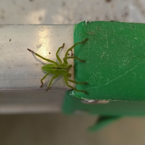 Ligurski zeleni pauk lovac (Micrommata ligurina)