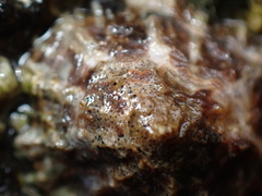 Pyrenocollema halodytes