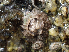 Chthamalus stellatus