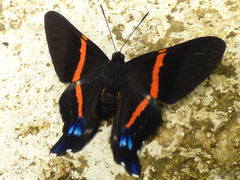 Ancyluris inca