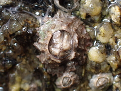 Chthamalus stellatus